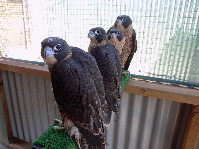 Conservation | Full Flight Birds Of Prey